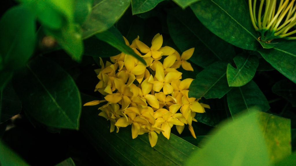 Osmanthus flower is used in tea for flavor and health