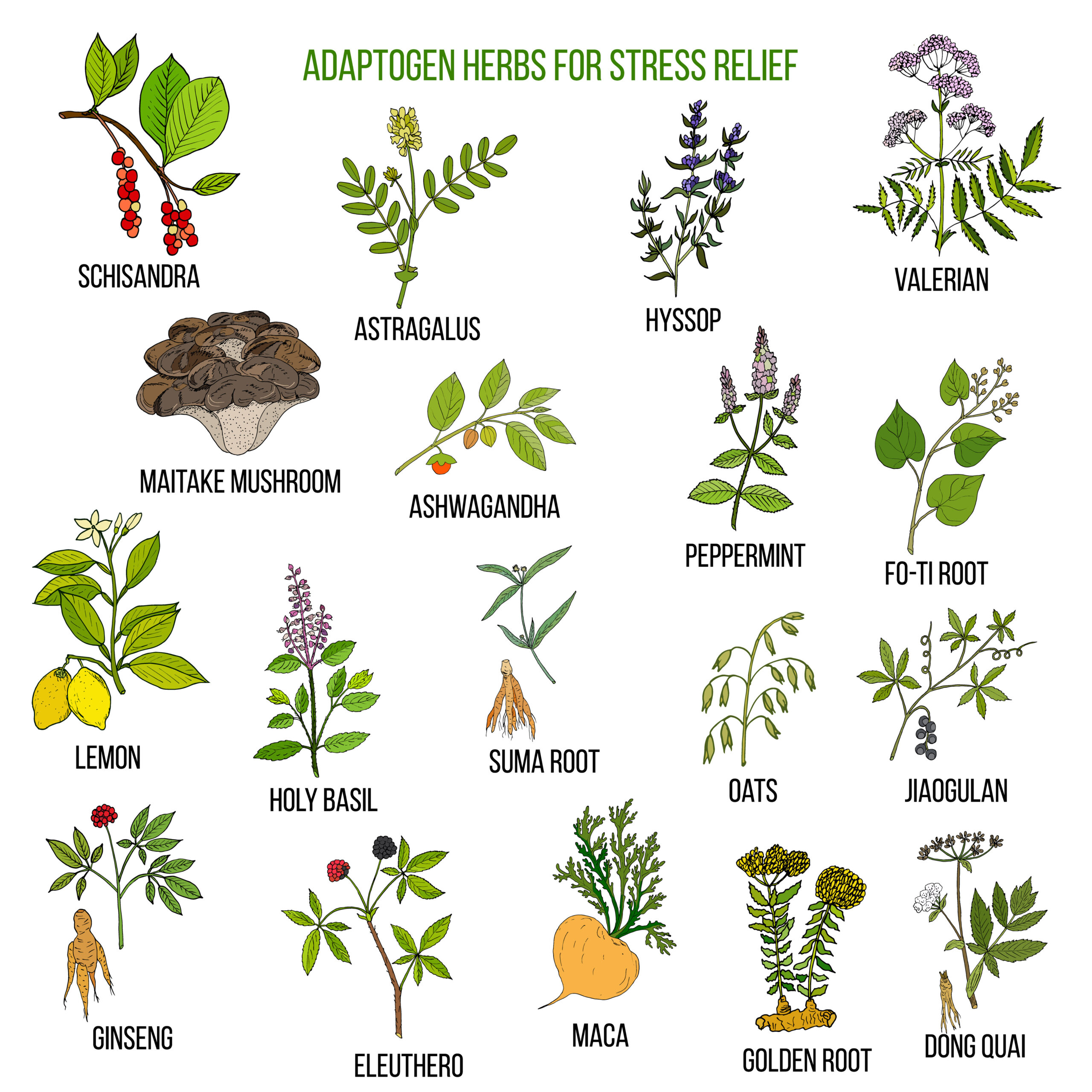 Adaptogenic herbs for stress relief
